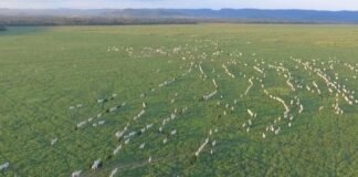 boi gordo, arroba, pecuária, propriedade rural, terra, área