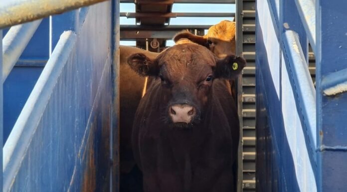Projeto quer aumentar imposto sobre exportação de gado vivo