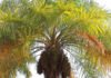 Embrapa - A macaúba (foto), assim como o babaçu, é uma palmeira nativa do território nacional e seus frutos podem ser aproveitados para diversos fins
