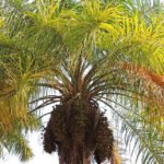 Embrapa - A macaúba (foto), assim como o babaçu, é uma palmeira nativa do território nacional e seus frutos podem ser aproveitados para diversos fins