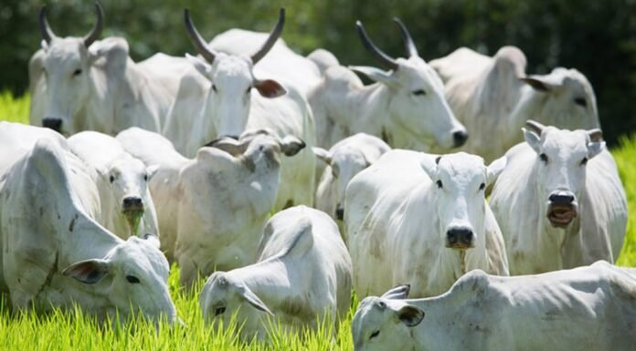 boiada gado bovino arroba do boi gordo carne bovina preços