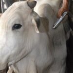 bovino sendo vacinado contra febre aftosa - - Prêmio Desafio Pecuária Responsável