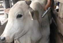 bovino sendo vacinado contra febre aftosa - - Prêmio Desafio Pecuária Responsável