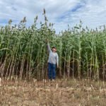 Novo sorgo forrageiro BRS 661 alia alta produtividade e qualidade nutricional Gran Safra - A nova cultivar foi criada especialmente para sistemas de produção de silagem com baixo custo