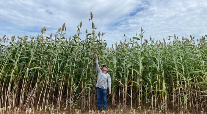 Gran Safra - A nova cultivar foi criada especialmente para sistemas de produção de silagem com baixo custo
