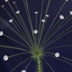 Cláudio Bezerra - Há espécies do Cerrado não disponíveis para venda em larga escala, pois ainda não foram melhoradas ou não existe pesquisa sobre técnicas de cultivo que se apliquem a elas