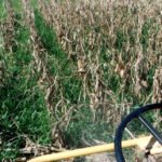 Plantio Direto e integração lavoura-pecuária aumentam diversidade microbiana do solo e protegem as plantas