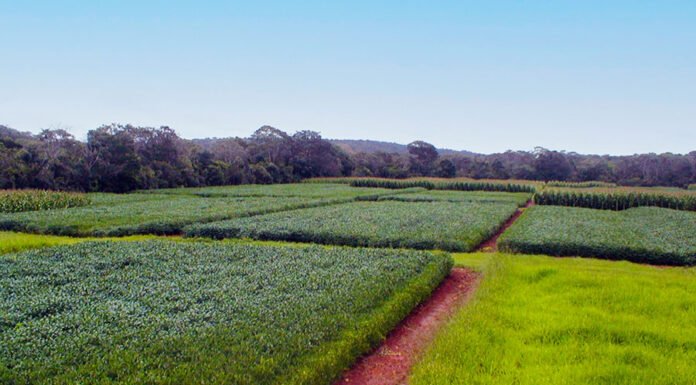 Marcos Carolino de Sá - O Sistema Plantio Direto (SPD) apresentou, em relação ao plantio convencional, menores emissões cumulativas de óxido nitroso