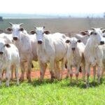 Preços da arroba do boi caem no país; veja cotações Preços da arroba do boi caem no país; veja cotações