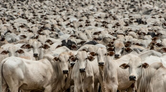 Preços da arroba do boi gordo caem em alguns estados; veja cotações boi gordo, boiada, pecuária, gado, rebanho, bovino, goiás
