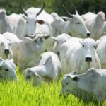 Preços da arroba do boi gordo caem no país; confira boiada gado bovino arroba do boi gordo carne bovina preços