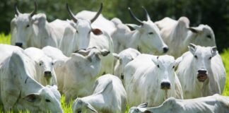 boiada gado bovino arroba do boi gordo carne bovina preços