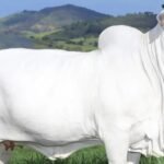 Viatina-19: Guinness Book reconhece vaca Nelore como a fêmea bovina mais cara do mundo