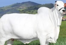 Viatina-19: Guinness Book reconhece vaca Nelore como a fêmea bovina mais cara do mundo