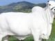 Viatina-19: Guinness Book reconhece vaca Nelore como a fêmea bovina mais cara do mundo