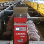 Osmar Dalla Costa - Cada robô distribui ração para até 3 mil suínos