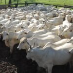 Temperatura e pastagem contribuem para queda nos preços da arroba do boi atualização de rebanho bovino, preços, arroba do boi gordo, pecuária, boi