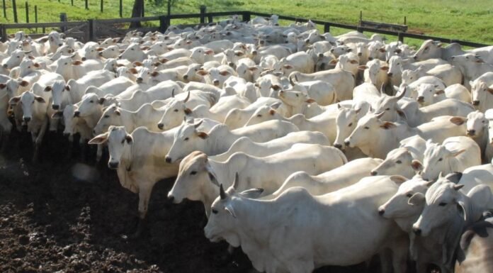 atualização de rebanho bovino, preços, arroba do boi gordo, pecuária, boi