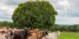 Goiás quer avançar no combate à brucelose e à tuberculose bovina