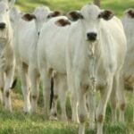 Vacinação; brucelose; fêmeas bovinas