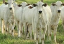 Vacinação; brucelose; fêmeas bovinas