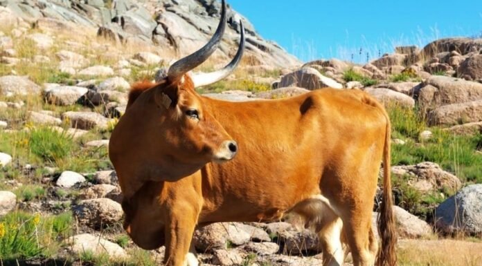 Barrosã o boi mais bonito do planeta e de carne premium