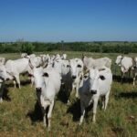 à espera de reação no preço, pecuaristas se afastam do mercado boi gordo