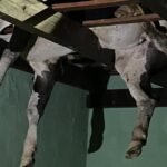 boi pula cerca e fica pendurado em telhado boi pendurado em telhado