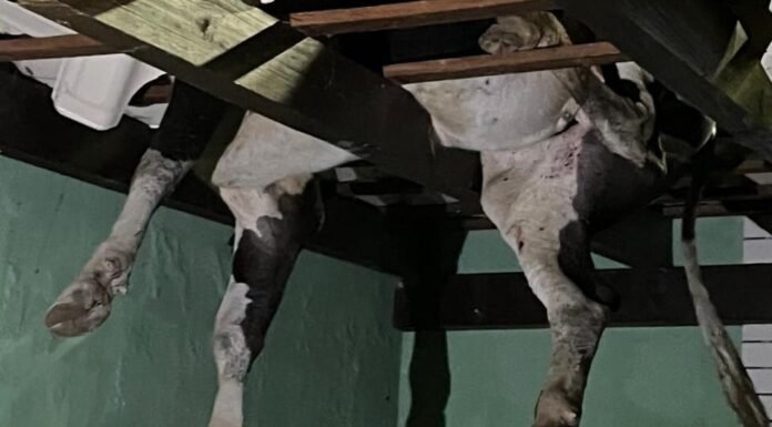 boi pendurado em telhado