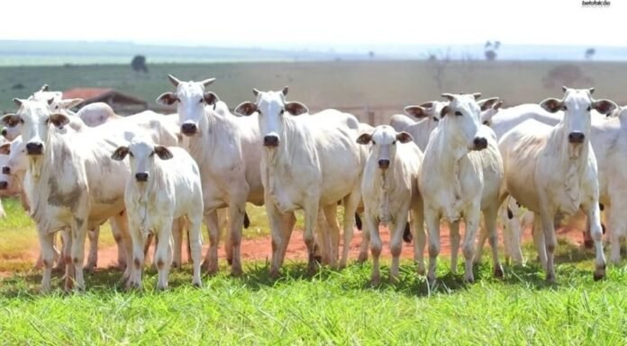 Boi magro: momento favorece compra para confinamento
