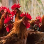 Governo do Tocantins finaliza estudos sorológicos para comprovação de ausência de doenças em aves e suínos