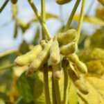 Luiz Henrique Magnante - O potencial de redução das emissões nos sistemas de produção com soja pode ser de, aproximadamente, 30%