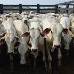 possibilidade de alta anima pecuaristas; veja cotações boi gordo