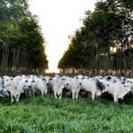 Brasil intensifica sustentabilidade na pecuária com inovações da Embrapa