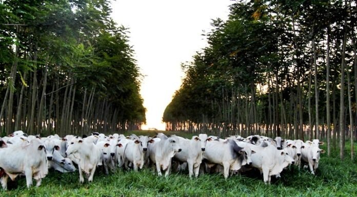 Brasil intensifica sustentabilidade na pecuária com inovações da Embrapa