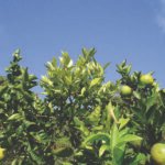 Eduardo Stuchi - Estudos mostram que a aplicação de nanopesticidas pode ser muito mais eficaz em comparação com os pesticidas convencionais já existentes