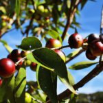 Cientistas usam fruto amazônico para enriquecer farinha de mandioca Ronaldo Rosa - A adição do camu-camu, fruto típico da Amazônia, enriquece nutricionalmente a farinha de mandioca e agrega valor ao produto