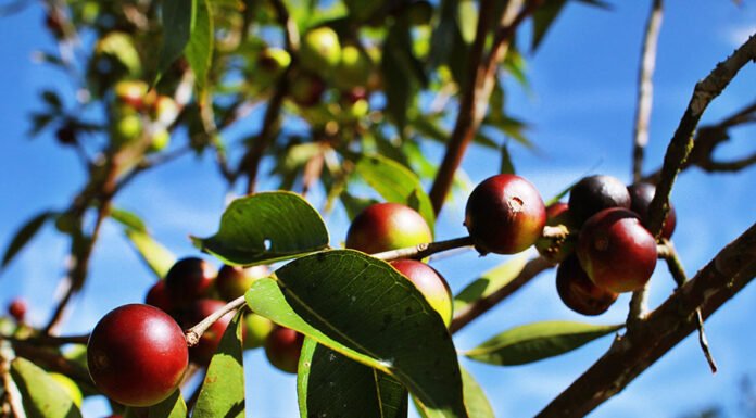 Ronaldo Rosa - A adição do camu-camu, fruto típico da Amazônia, enriquece nutricionalmente a farinha de mandioca e agrega valor ao produto