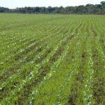 Com investimentos do Governo do Tocantins, valorização da terra é impulsionada pela expansão da soja