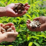 Ronaldo Rosa - A bioeconomia é pensada ou tratada de acordo com as necessidades ou visões de cada país ou região