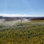 Cícero Silva - Pesquisadores definiram o momento ideal para iniciar a irrigação
