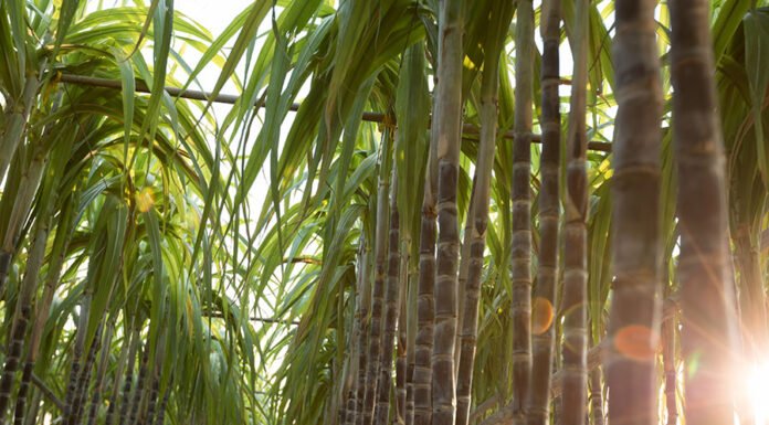 Envato - O BRCana permite a redução da suscetibilidade ao aumento da frequência e intensidade das secas ocasionadas pela mudança climática global