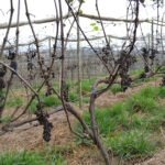 Plano emergencial é montado para combater fungo em plantações de uva em São Paulo Alan Rodrigues - Bagas de uvas mumificadas mostram o estrago causado pela doença (foto tirada no sítio do produtor Ademir Minjoni, em Jundiaí, SP)