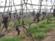 Alan Rodrigues - Bagas de uvas mumificadas mostram o estrago causado pela doença (foto tirada no sítio do produtor Ademir Minjoni, em Jundiaí, SP)