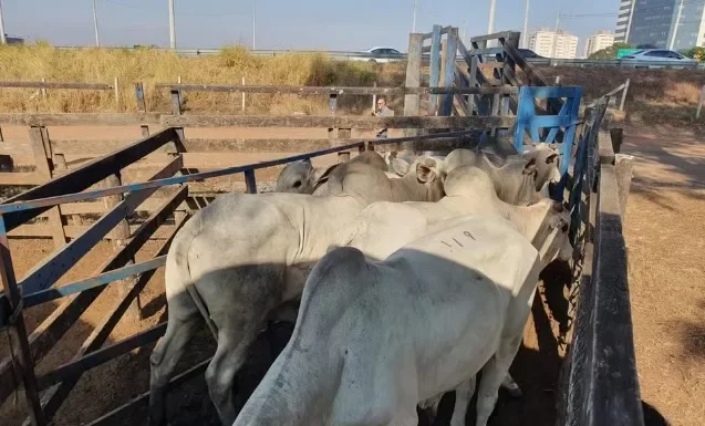 gado roubado em Uberaba