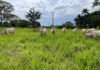 Gisele Rosso - O método determina as diferenças de produtividade de sistemas de produção de bovinos de corte em cenários variados de manejo no Brasil Central
