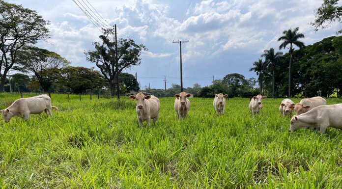 Gisele Rosso - O método determina as diferenças de produtividade de sistemas de produção de bovinos de corte em cenários variados de manejo no Brasil Central