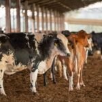 São Paulo realiza levantamento dos custos de produção da pecuária de corte Bovinocultura de leite,Vaca, leite