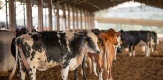 Bovinocultura de leite,Vaca, leite