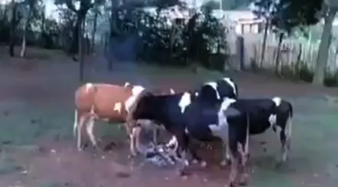 vacas, fogo, frio, argentina, neve